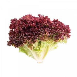 Šalát Lollo Rosso CZ - FOOD LOGISTIC